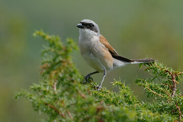 Red-backed Shrike (Lanius collurio)  on a branch