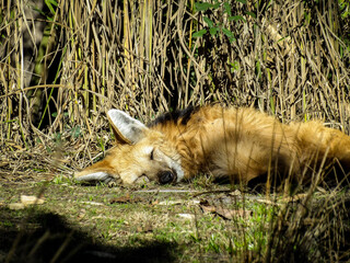 Renard
KODAK Digital Still Camera