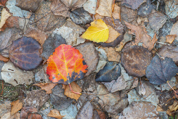Fototapeta na wymiar Dry fallen leaves. Close look.