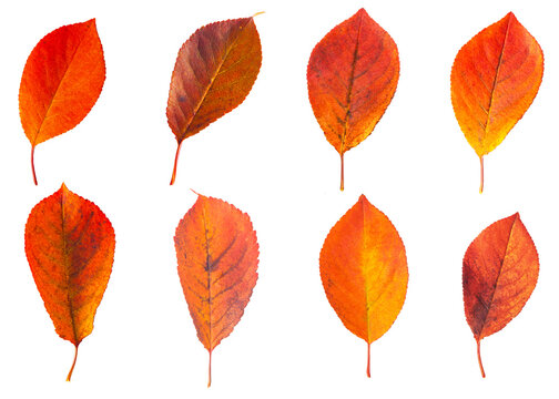 Bright autumn cherry leaves on a white background.