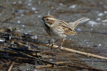 Common Reed Bunting (Emberiza schoeniclus) perched on a reed