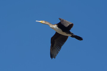 Great Cormorant (Phalacrocorax carbo) flying