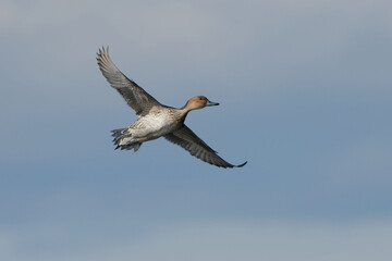 Female Northern pintail (Anas acuta) flying