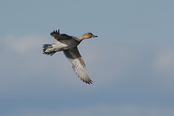 Female Northern pintail (Anas acuta) flying