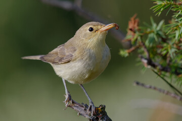 Melodious Warbler (Hippolais polyglotta)