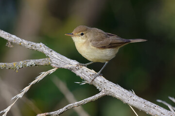 Melodious Warbler (Hippolais polyglotta)