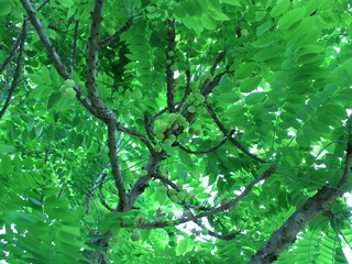 green leaves background