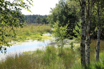 Naturlandschaft im Moor / Pietzmoor im Sommer