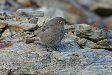 Female Black Redstart (Phoenicurus ochruros) resting on a rock