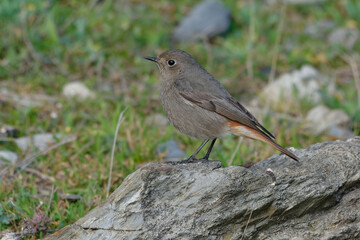 Female Black Redstart (Phoenicurus ochruros) resting on a rock