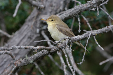 Melodious Warbler (Hippolais polyglotta)