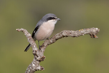 Obraz premium Southern Grey Shrike (Lanius meridionalis)