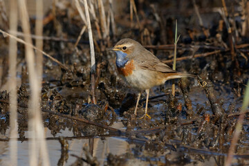 Bluethroat (Luscinia svecica) resting on the ground