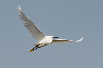 Fototapeta na wymiar Little Egret (Egretta garzetta) flying in the blue sky