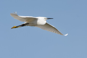 Little Egret (Egretta garzetta) flying in the blue sky