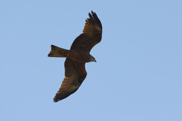 Black kite (Milvus migrans) flying in the blue sky
