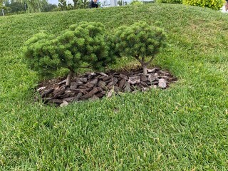 Fototapeta premium Decorative wood, decorations