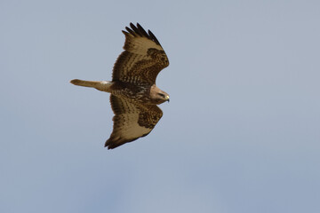Common Buzzard (Buteo buteo) flying in the sky