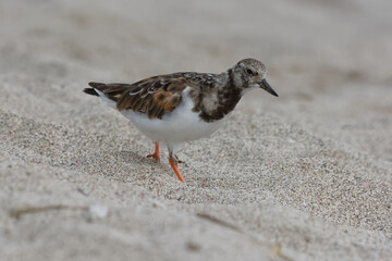 Ruddy Turnstone in winter plumage (Arenaria interpres)