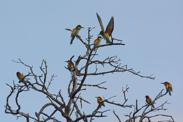 A group of European Bee-eaters (Merops apiaster) on a tree