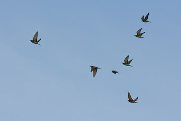 A group of European Bee-eaters (Merops apiaster) in migratory flight