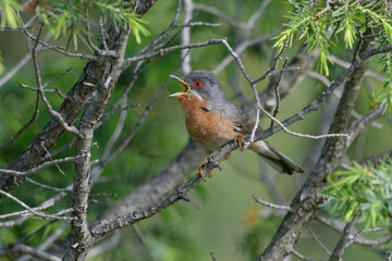 Subalpine Warbler (Sylvia cantillans) on a branch