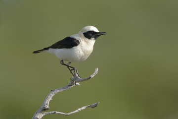 Black-eared Wheatear (Oenanthe hispanica)