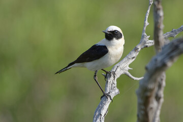 Black-eared Wheatear (Oenanthe hispanica)