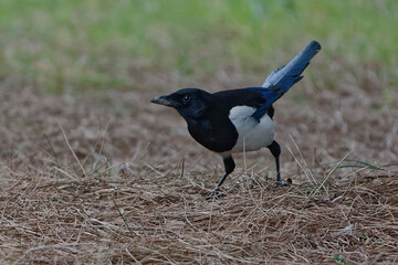 Eurasian Magpie resting on the ground