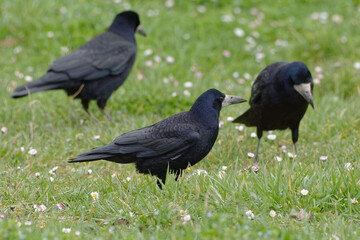 Rooks on a lawn (Corvus frugilegus) 