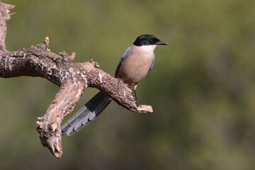 Azure-winged Magpie (Cyanopica cyanus) perched on a branch