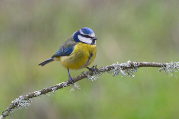 Eurasian Blue Tit (Cyanistes caeruleus)  perched on a branch