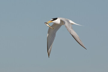 Little Tern (Sternula albifrons) in flight holding a fish in his beak