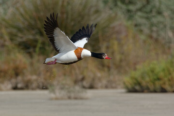 Female Common Shelduck (Tadorna tadorna) flying