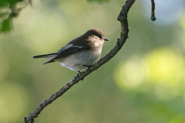 Female European Pied Flycatcher (Ficedula hypoleuca) perched on a branch
