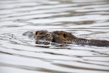 Two Nutrias (Myocaster coypus) swimming in a lake in the nature protection area Moenchbruch near Frankfurt, Germany.