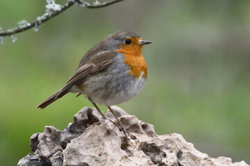 European Robin (Erithacus rubecula) resting in the ground