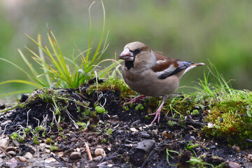 Female Hawfinch resting on the ground