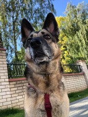 Dog