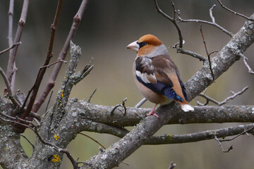 Male Hawfinch (Coccothraustes coccothraustes) perched on a branch