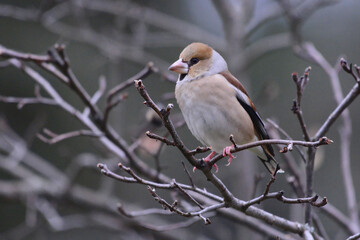 Female Hawfinch (Coccothraustes coccothraustes) perched on a branch