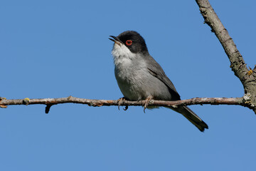 Male Sardinian Warbler (Sylvia melanocephala)