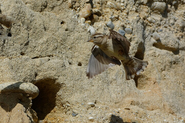 Rock Sparrow (Petronia petronia) flying