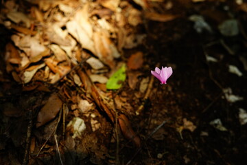 Lonely pink flower on a warm autumn morning in the woods