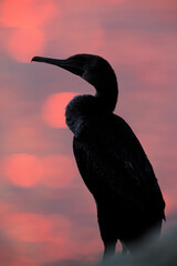Socotra cormorant and dramatic bokeh of colors during sunrise, Bahrain