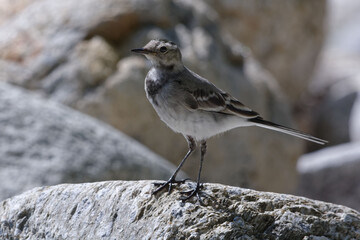 Juvenile White Wagtail (Motacilla alba)