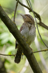 Eurasian Wryneck (Jynx torquilla) perched on a branch