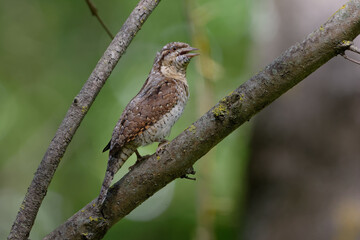 Eurasian Wryneck (Jynx torquilla) perched on a branch