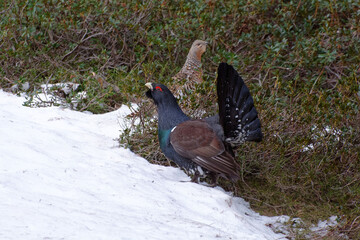 Couple of Western Capercaillies (Tetrao urogallus)