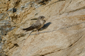 Eurasian Crag Martin (Ptyonoprogne rupestris) resting on a rock